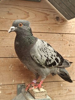 Frietje