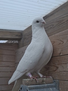 Witje